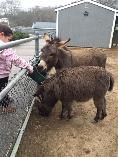animal farm in long island|afpz .